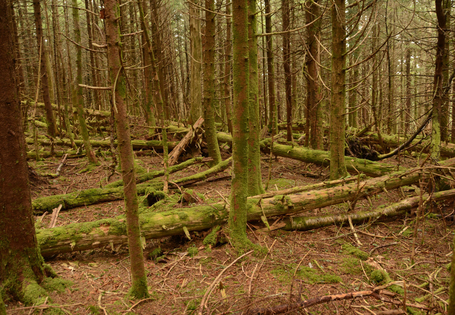 Mount Rogers National Recreation Area